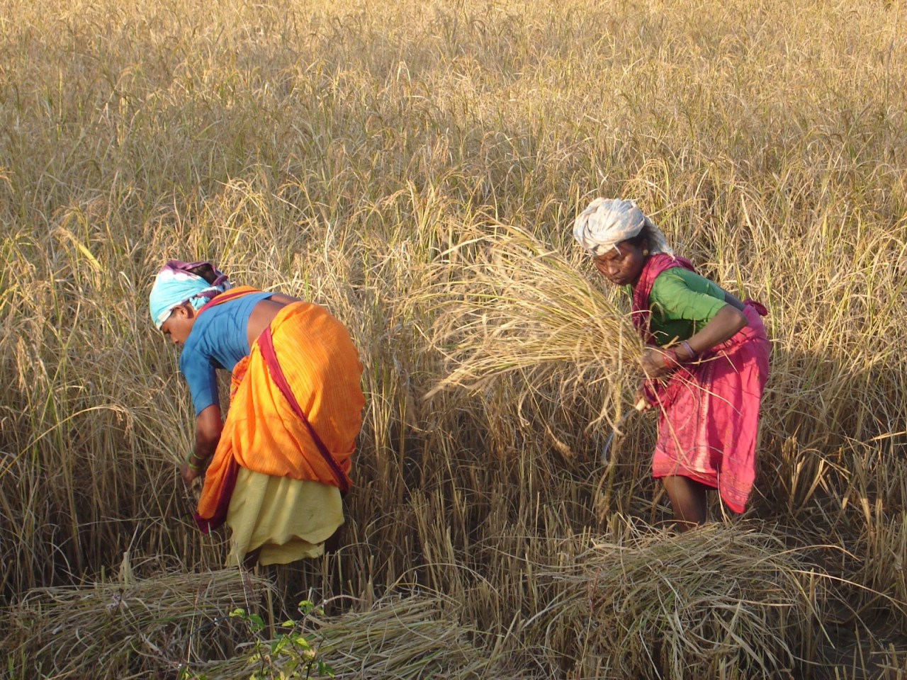 Chhattisgarh framer